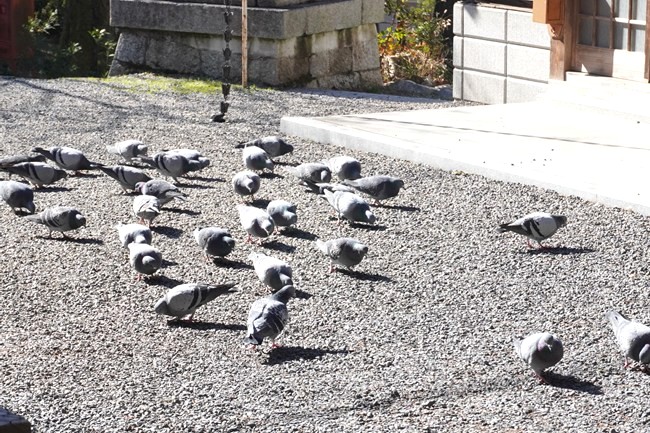 三宅八幡宮の境内と鳩の群れ