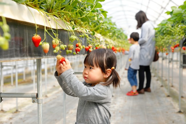 おさぜん農園のいちごハウス内