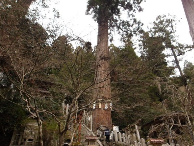 由岐神社の大杉さん
