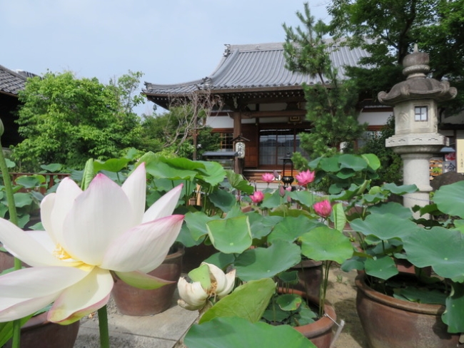 花蓮が咲く寺内