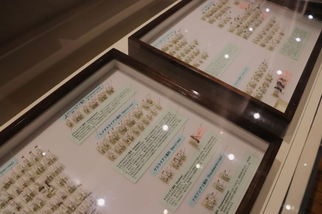 ありの展示