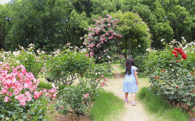 バラ園