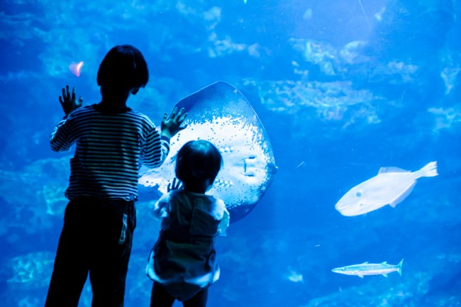 水槽を見る子ども