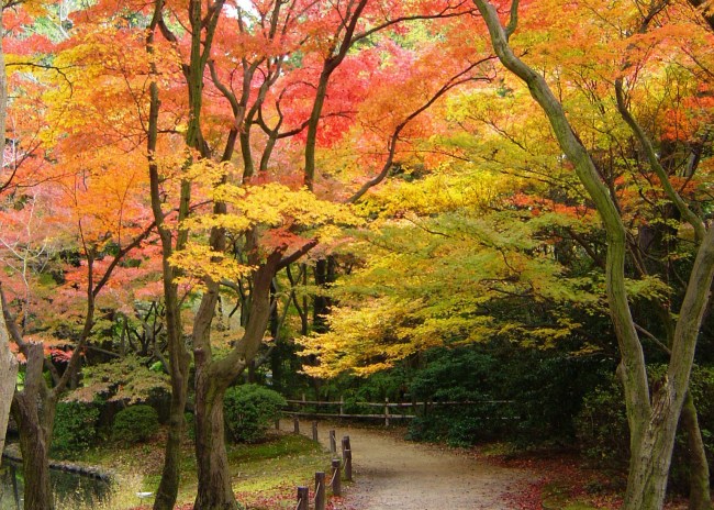 京都府立植物園の紅葉