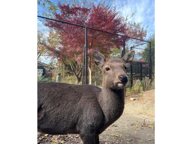 京都市動物園の紅葉と鹿