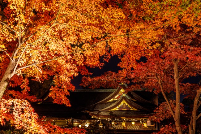 北野天満宮の夜の紅葉