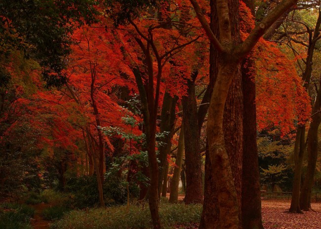 下鴨神社の紅葉