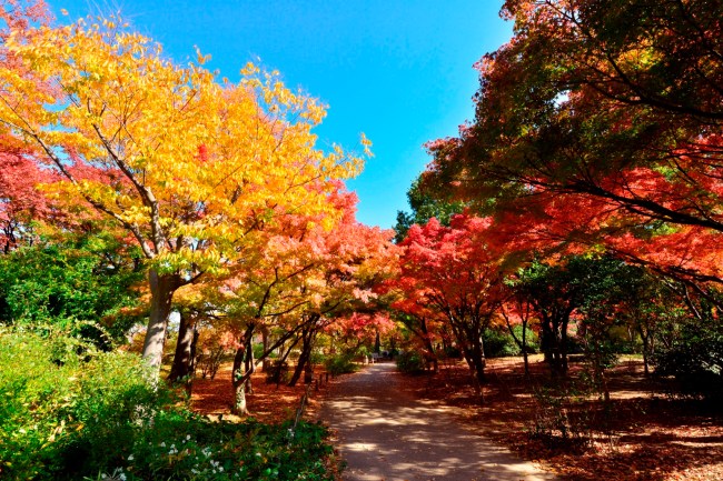 梅小路公園の紅葉