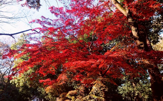 下鴨神社の紅葉
