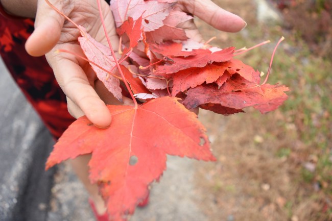 紅葉を拾った様子