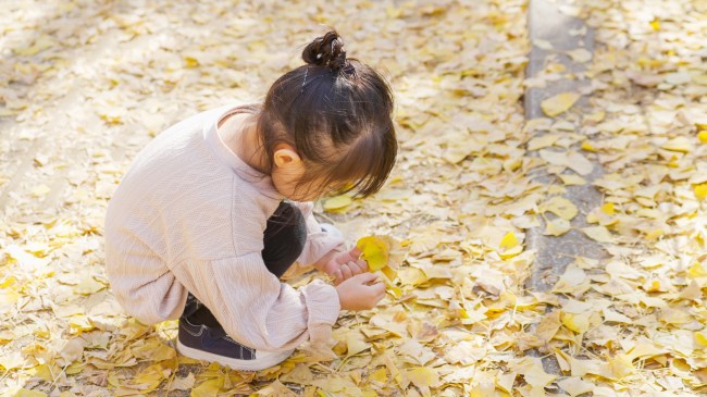 落ち葉を拾う女の子
