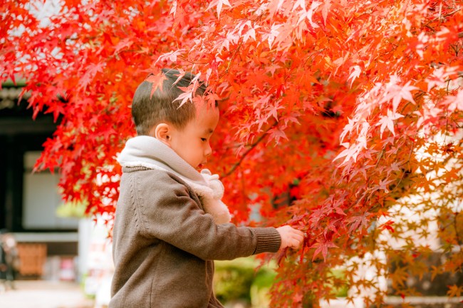 紅葉と男の子