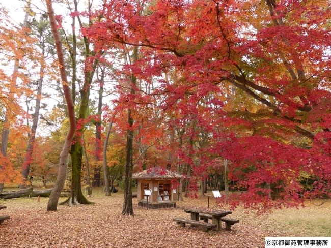 京都御苑の紅葉