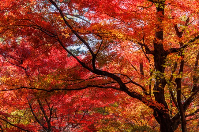 北野天満宮の紅葉