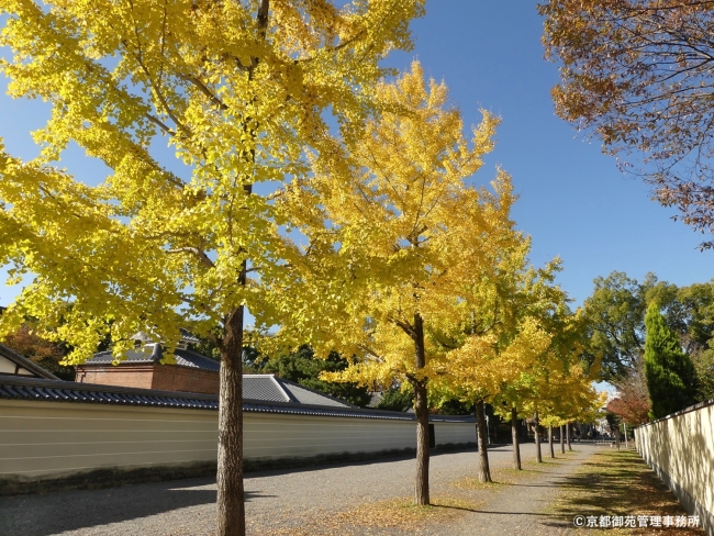 京都御苑の銀杏並木