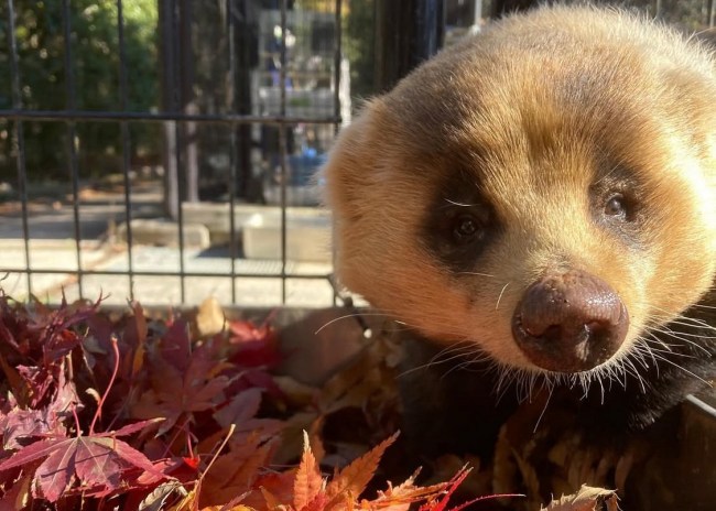 京都市動物園の紅葉と動物