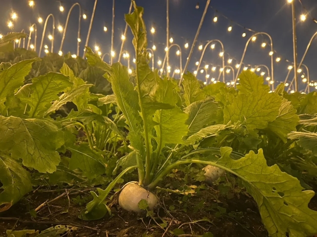 星空ナイトファーム