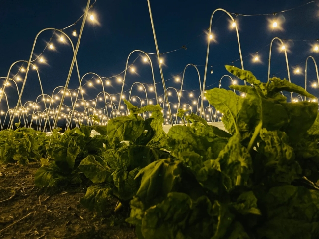 星空ナイトファーム