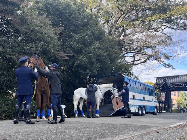 2頭の馬に鞍や手綱を付ける
