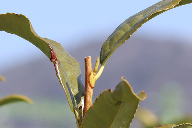 お茶の新芽