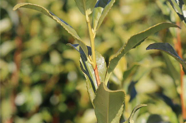 お茶の木の茎の切り替わり
