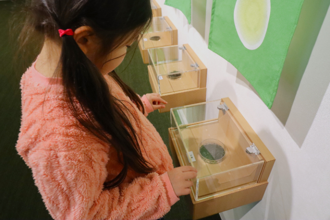 茶葉の違いを展示