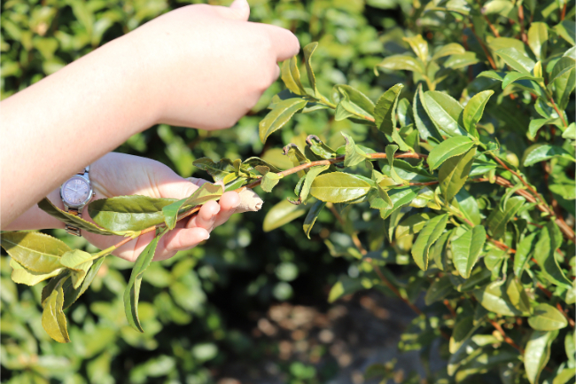 お茶を摘むイメージ