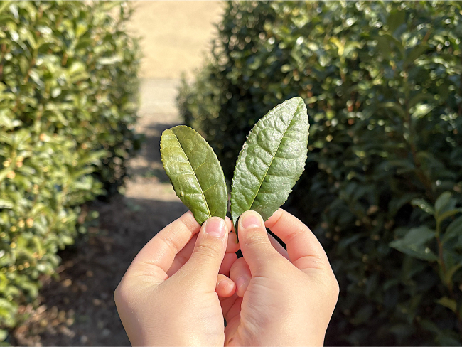 煎茶と抹茶になる葉の比較