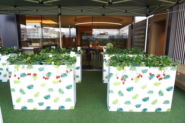 テラスに設置されたいちごプランター