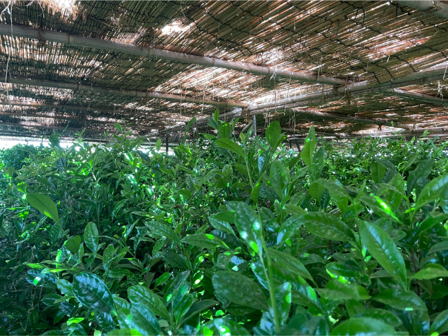 日差しをカットしている茶園